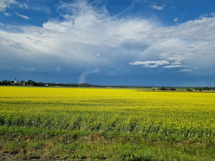 Rapsfält under mörka moln i Ölme, Värmland, med ljusblå himmel som kontrast i bakgrunden.