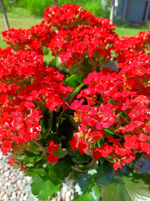 En frodig och kraftig höstglöd med klarröda blommor, omgiven av gröna blad i trädgårdsmiljö.