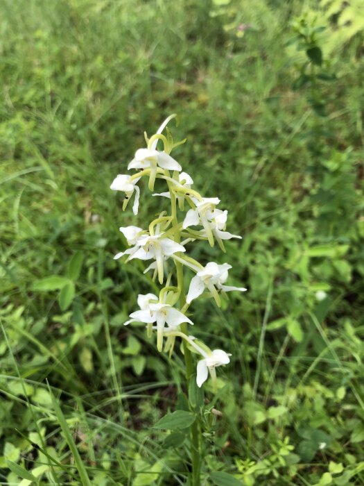 Vit orkidéliknande blomma i grönskande miljö.