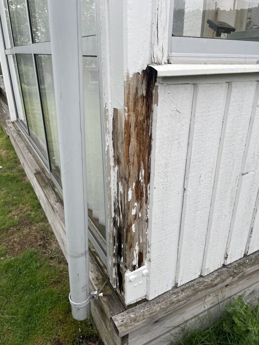 Rötskadad trästolpe vid hörnet av ett uterum, omgiven av vita panelplankor, med bortskrapad färg och synlig ljusbrun träyta.