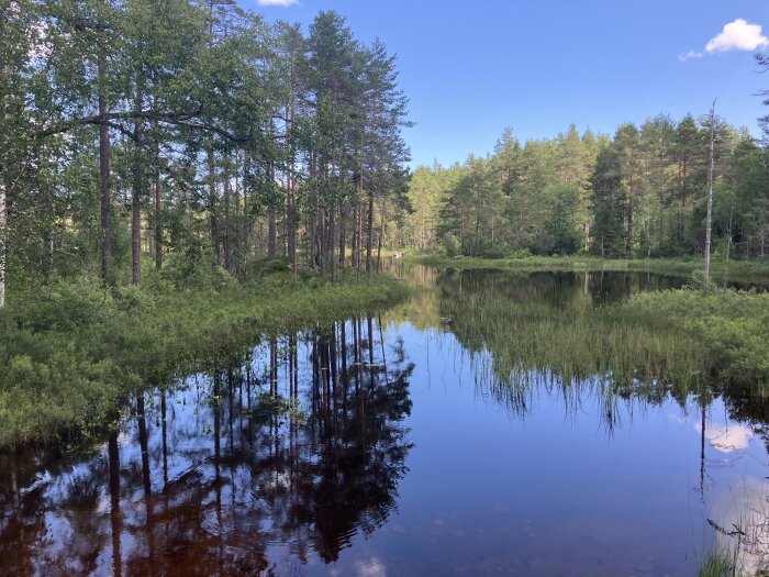 Skogssjö med spegelblankt vatten omgiven av gröna träd och buskar, under en klarblå himmel med ett moln.