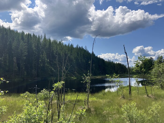 Sjön omgiven av tallskog och gröna ängar under en blå himmel med vita moln.
