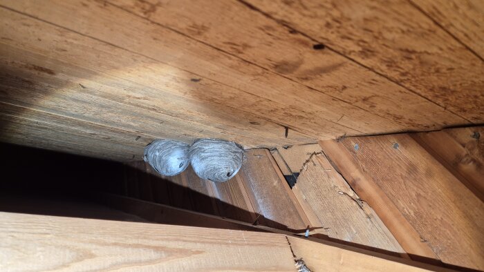 Två getingbon under ett träbjälklag, det vänstra boet är aktivt enligt texten.