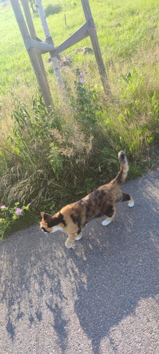 En fläckig katt går på en asfalterad väg bredvid en grönskande gräsmatta med vilda blommor och trädstöd.