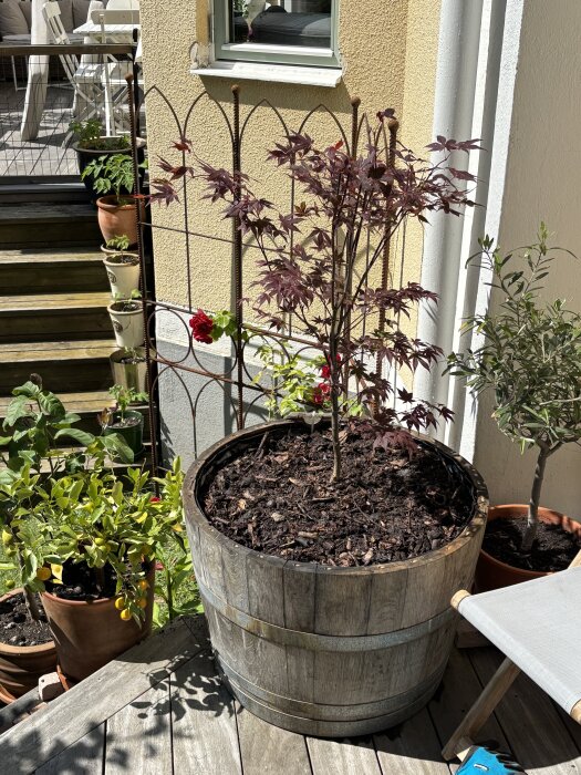 Växter i krukor på en solig terrass, en trätunna med växt i fokus framför en spaljé och trappa, del av husvägg i bakgrunden.