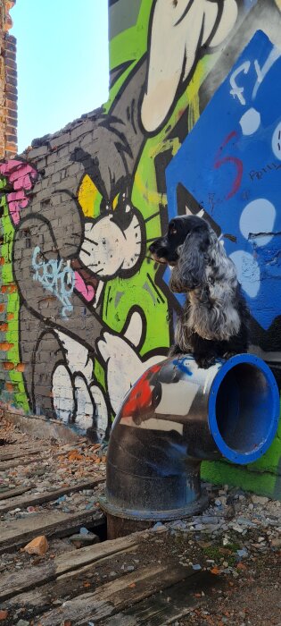 Hund sitter på ett stort rör framför en färgglad graffitivägg med tecknade figurer. Runt omkring syns tegel och grus.
