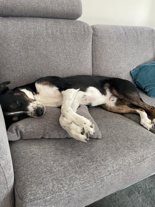 Hund sover på soffa med huvudet på en kudde.