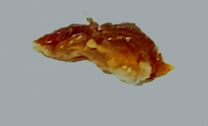 Okänd brun föremål mot grå bakgrund.