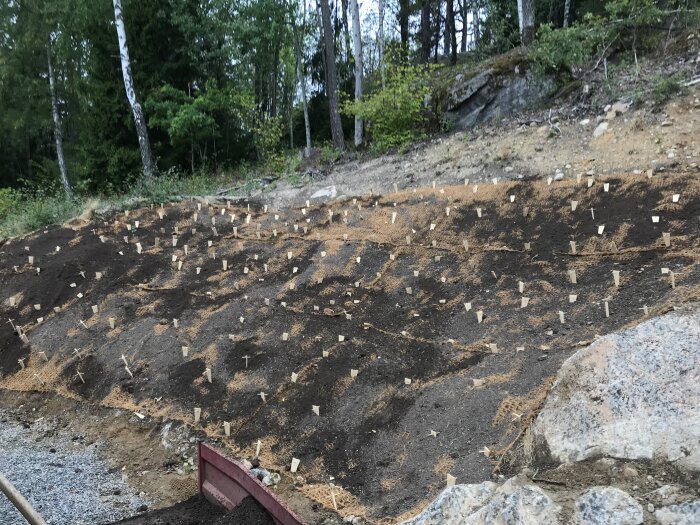 Veganska tältpinnar insatta i en sluttande kokosmatta/markduk vid en skogskant. Området är nyplanterat och omgivet av träd och stenar.