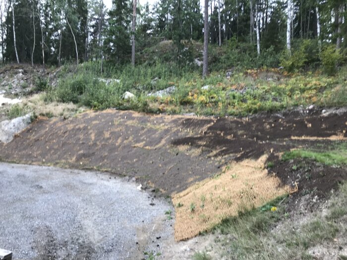 Kulle med kokosmatta och markduk uppsatt med tältpinnar, omgiven av skog.