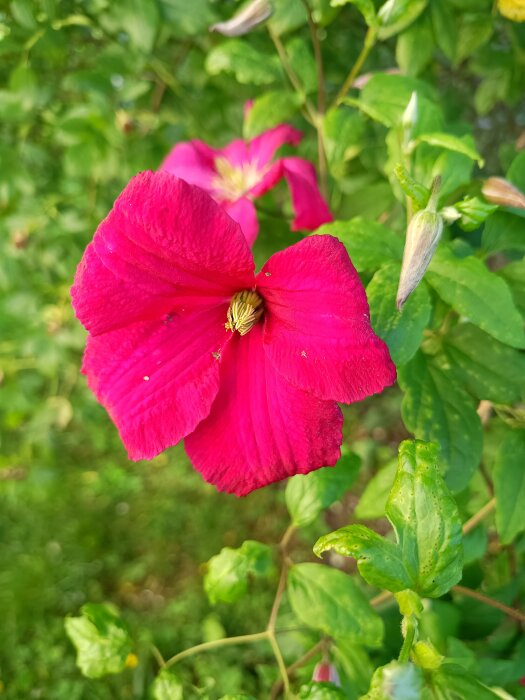 Rosa klematisblomma med gröna blad.