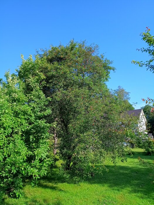 Trädgård med körsbärsträd och gröna buskar under klarblå himmel, en del av vit byggnad syns.