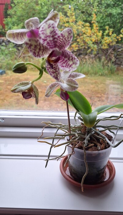 Orkidé i en kruka på en fönsterbräda, med lila och vita blommor. Bakgrund med trädgårdsutsikt.