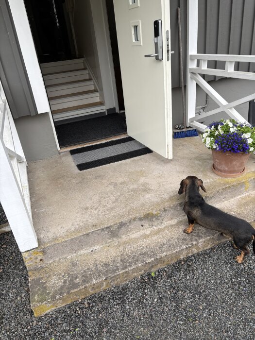 Hund står vid betongtrappa vid husentré med öppen dörr. Trappan har slitage på kanterna och det finns en kruka med blommor och en blå kvast vid sidan.