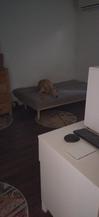 En hund ligger ensam på en mörkgrå soffa i ett sparsamt möblerat rum med dålig belysning.