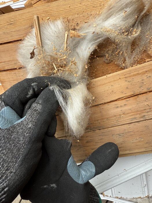 Hand i arbetsvante plockar i vit isolering ovanpå träpanel, oklart om det är asbest eller glasull.