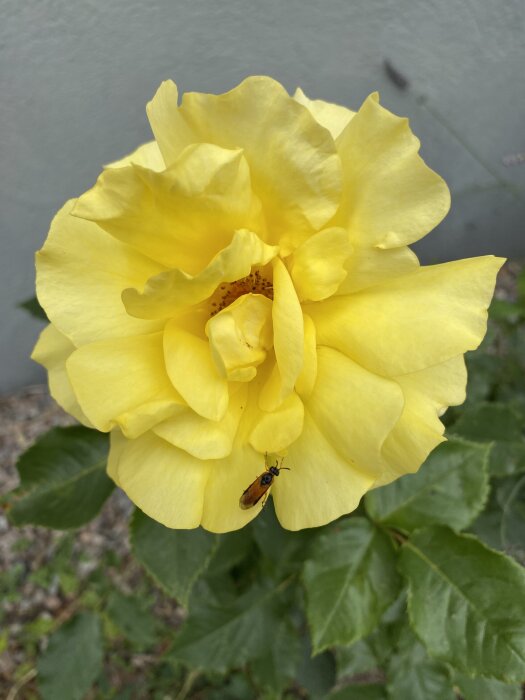 Gul ros med insekt på en av bladen, omgiven av grönt bladverk.