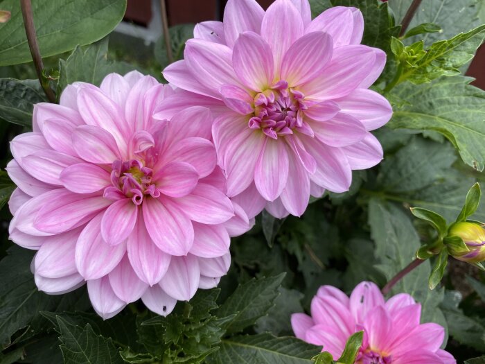 Rosa dahlior i full blom med gröna blad i bakgrunden.
