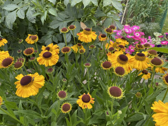 Gula solbrudar (Helenium) i blomrabatten, omgivet av gröna blad och rosa blommor i bakgrunden. En fjäril sitter på en blomma.