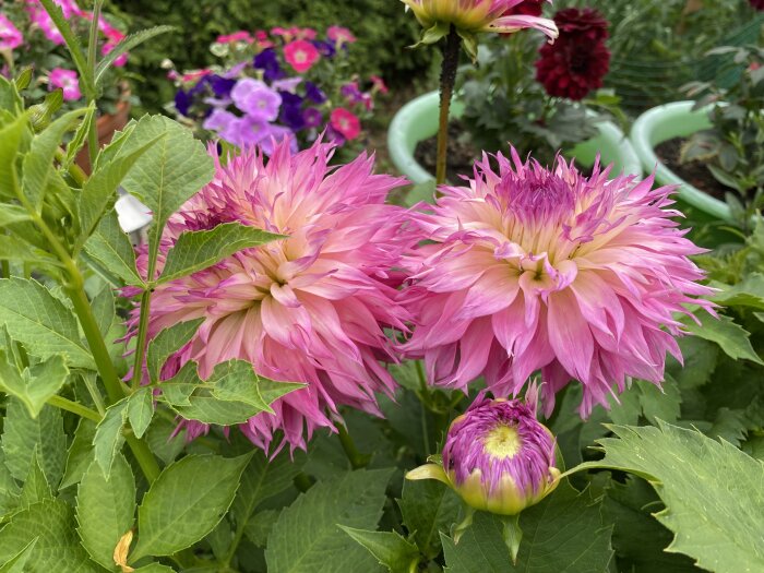 Två blommande dahlior i rosa nyanser omgivna av gröna blad, med lila och rosa blommor i bakgrunden.