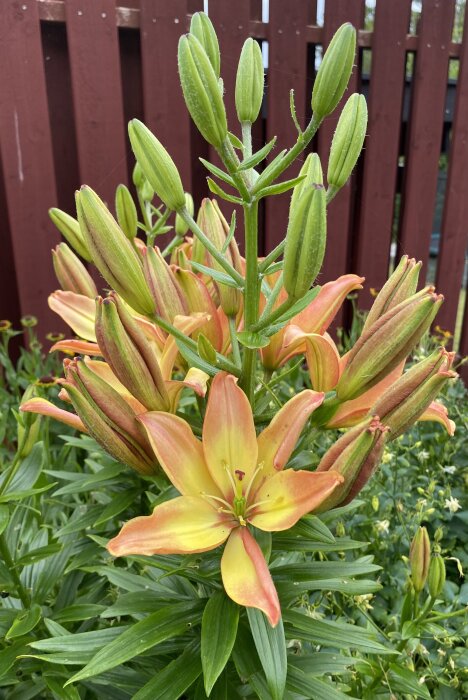 Lilja med orange och gula kronblad, omgiven av knoppar, framför ett rött trästaket.