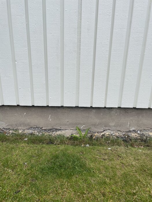 Vit förrådsfasad med vertikal panel, avslutas på husets grund över marken. Mark av gräs och betong där trä inte skyddas av panelen.