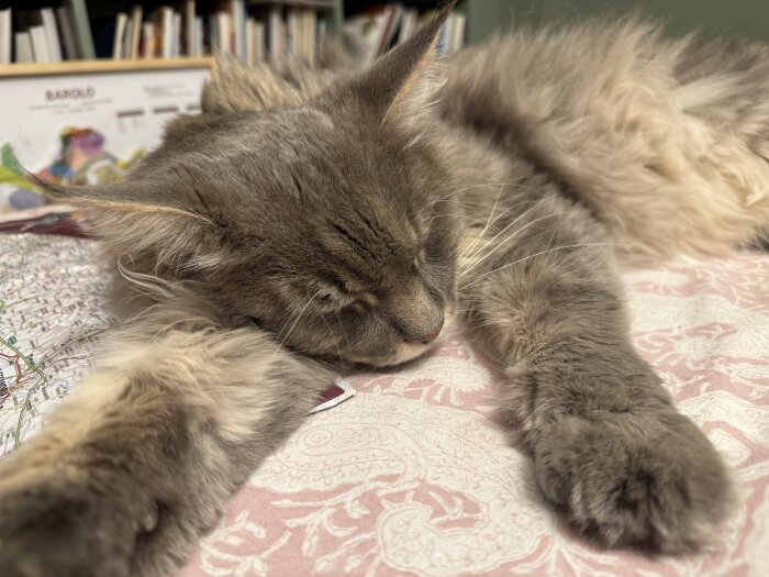 Sovande grå katt med lång päls ligger på en rosa mönstrad filt framför en bokhylla.