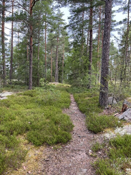 Stig genom en grönskande skog med höga träd och frodig markvegetation.