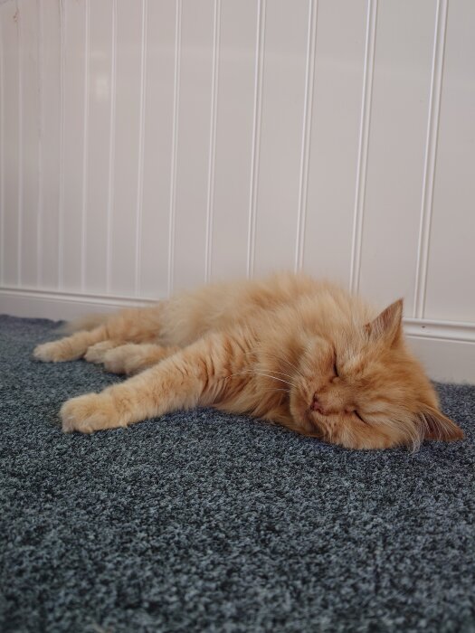 Sovande katt på grå matta framför en vit vägg, njuter av sommaren och semestern.