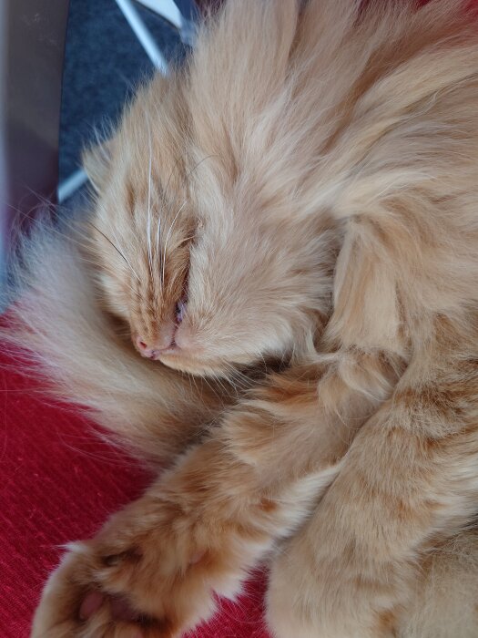 En sovande långhårig katt på en röd stol, njuter av morgonens utomhusmiljö på altanen under sommaren.