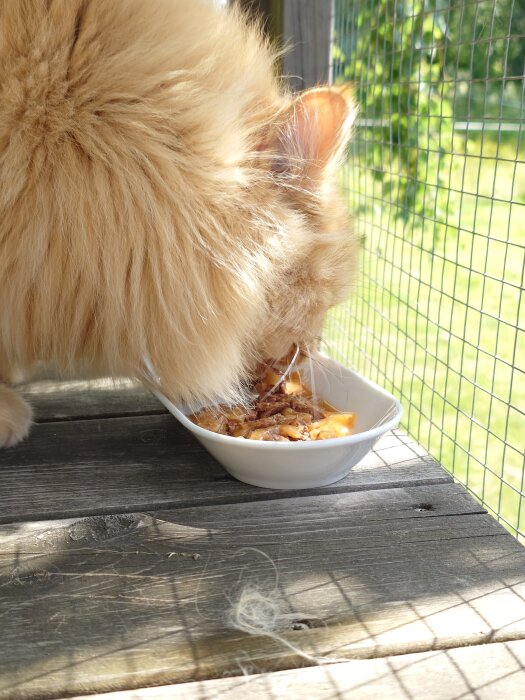 Katt äter från en skål på altan i morgonsol.