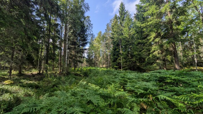 Grön skog med höga träd och tätt växande ormbunkar under blå himmel. Solens ljus lyser genom grenarna.