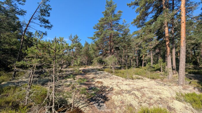 Tallskog med mossbeklädd mark och klar blå himmel i bakgrunden.