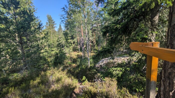 Skog med höga träd och tät grönska under en klarblå himmel, ett orangemålat trästaket syns i förgrunden.