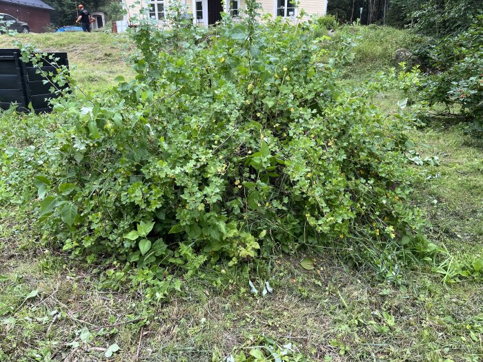 Övervuxen krusbärsbuske med inslag av andra växter, omgiven av gräs och belägen framför ett hus i bakgrunden.