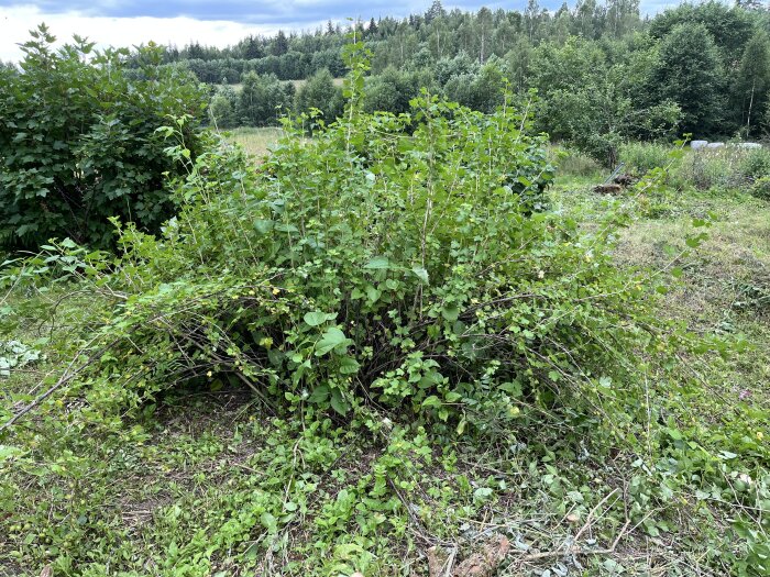 Övervuxen krusbärsbuske blandad med andra växter i en vild och ogräsig trädgård, omgiven av gröna ängar och skog.