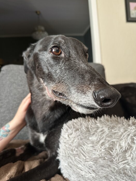 Svart hund med snuttig framben och svullna ansikte, oroliga ögon. Mjuk grå filt i bakgrunden, hand klappar hundens rygg.