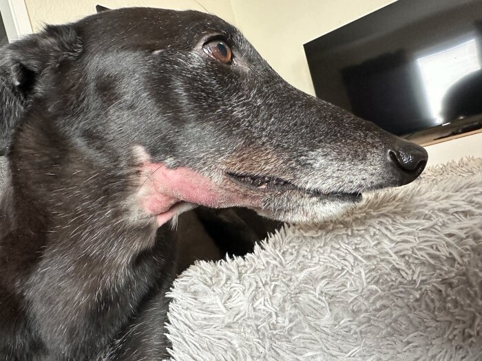 Hund med svullnad och rodnad under underkäken, vilar på en grå filt i hemmet.