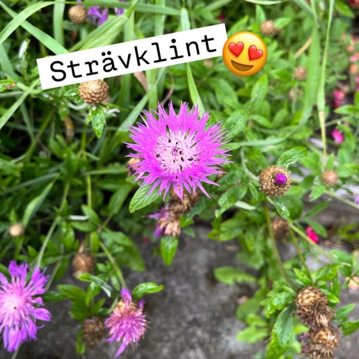 Sträva klintblommor i lila, med en etikett "Strävklint" och hjärtema, omgivna av gröna blad och knoppande blomhuvuden.