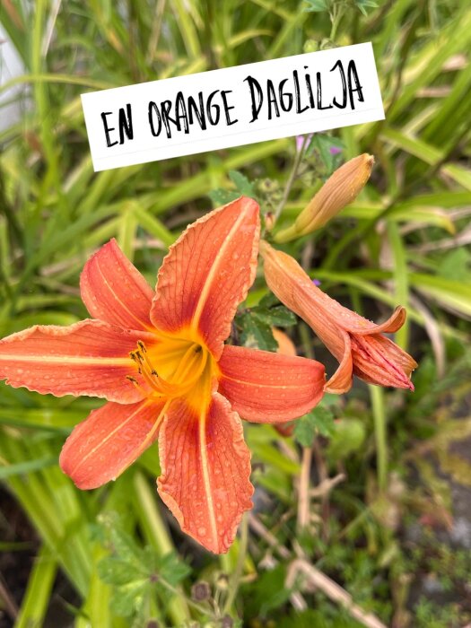 Orange daglilja med blommor i fokus och en text skylt med "En orange daglilja" i bakgrunden.