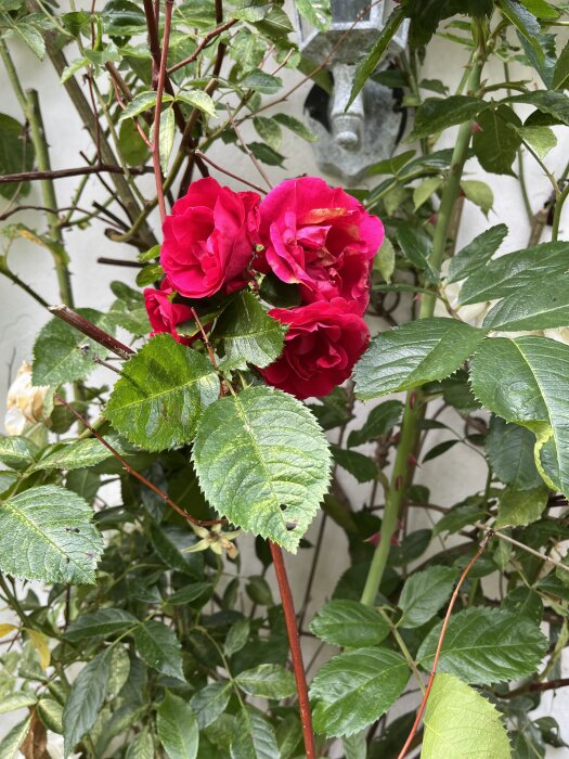 Röda rosor med gröna blad mot en vit vägg, möjligtvis en Flammentanz-ros enligt diskussionen i texten.