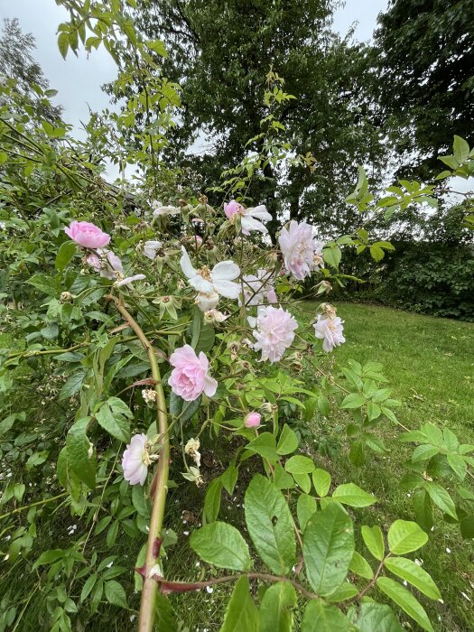 Rosa rosor i trädgård med grönt lövverk, blommande buske som kan anta rössorten Flammentanz eller Ingrid Bergman.
