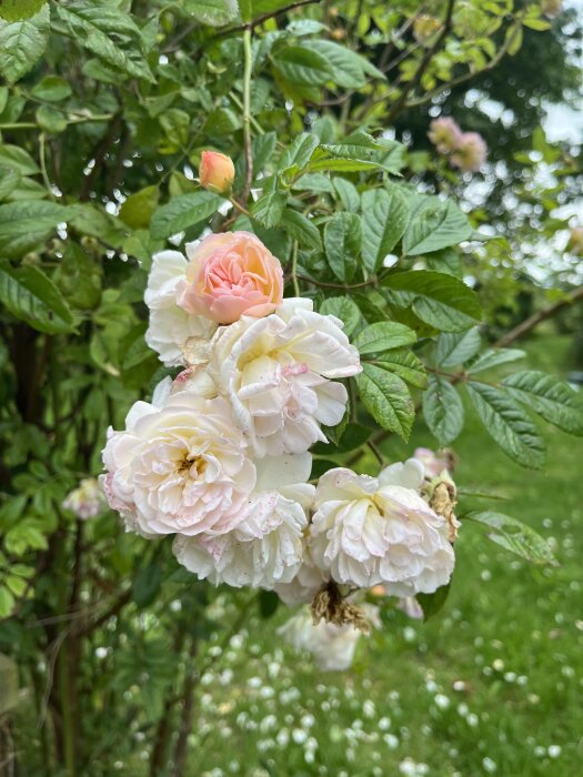 Rosa blommor i full blom och knoppar mot grönskande bakgrund, eventuellt rosor som Ghislane de Féligonde eller liknande rosor.