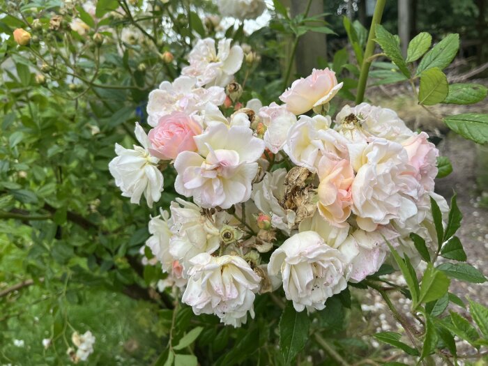 Rosa och vita rosor i trädgård, eventuellt Flammentanz, Ghislaine de Féligonde eller Ingrid Bergman-sort.