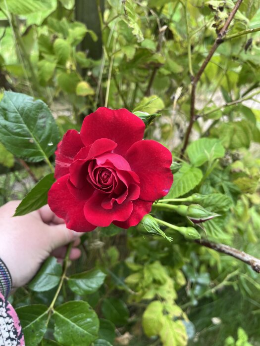 Röd ros i närbild mot grönskande bakgrund, hålls av en hand.