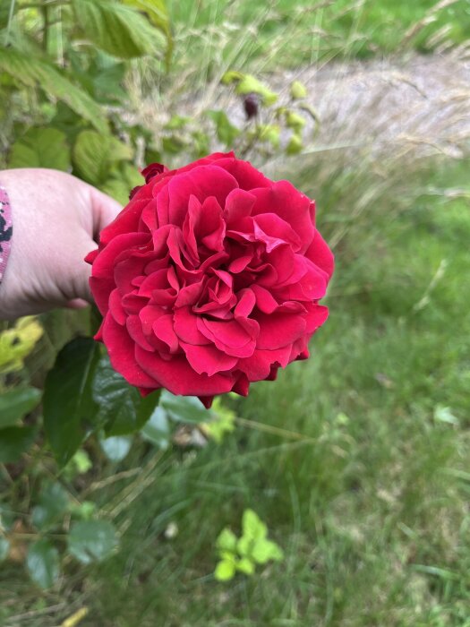 En röd ros hålls i handen med grön bakgrund.