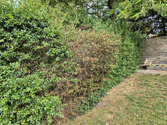 Häck med gröna löv på ena sidan och vissna, bruna grenar på den andra, bredvid en träbänk och lekplats.