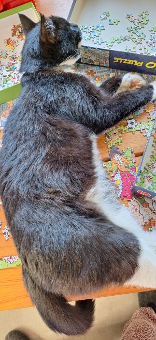 Katt vilar på ett ofärdigt pussel och använder locket till pusselkartongen som huvudstöd.
