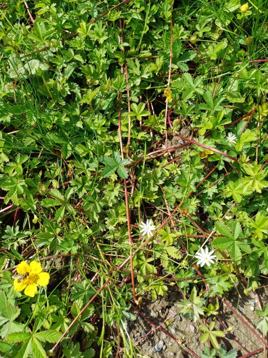 Gröna blad med röda stjälkar och vita samt gula blommor, sannolikt ogräs spritt över gräsmatta.