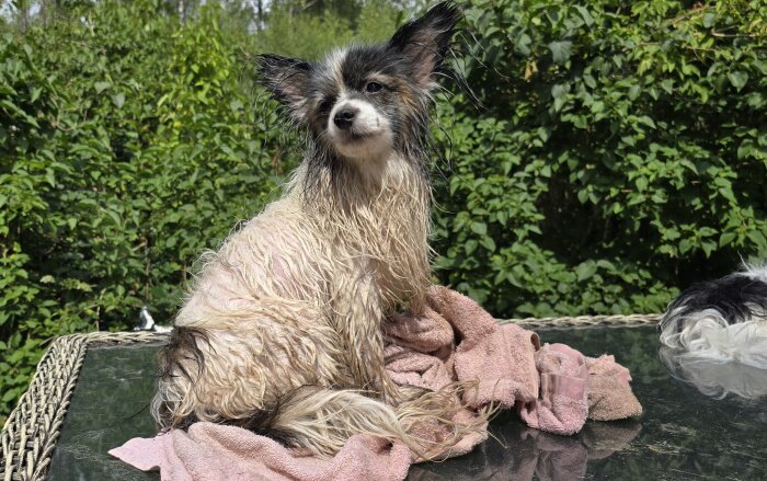 Blöt hund sitter på en rosa handduk utomhus framför grönska.